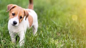 Nằm mơ thấy chó Nằm mơ thấy chó